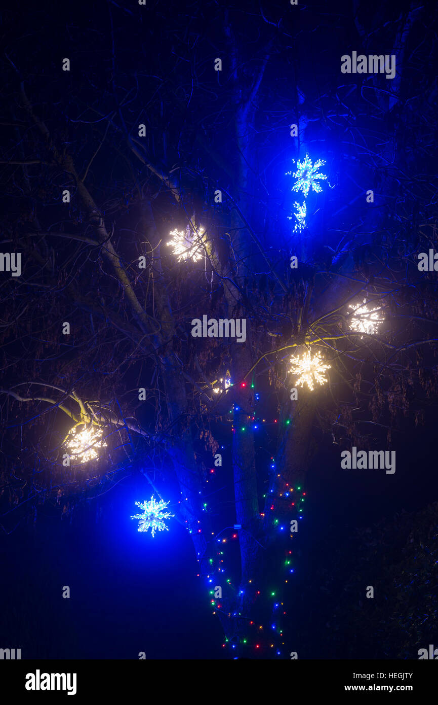 Christmas snowflake lights in a tree at night. Oxfordshire, England Stock Photo