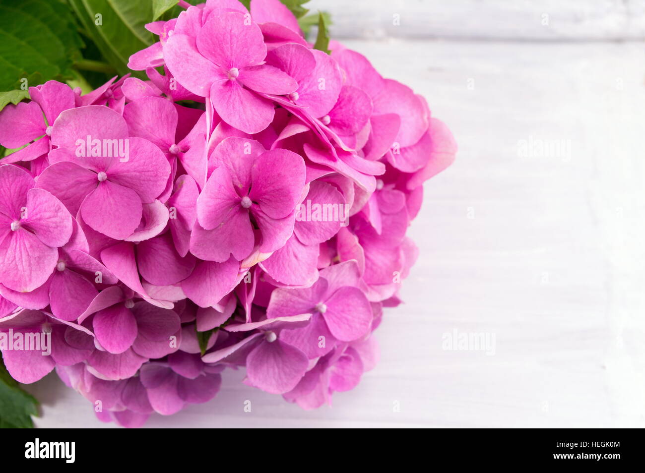 bunch of hortensia pink flowers on wooden background Stock Photo