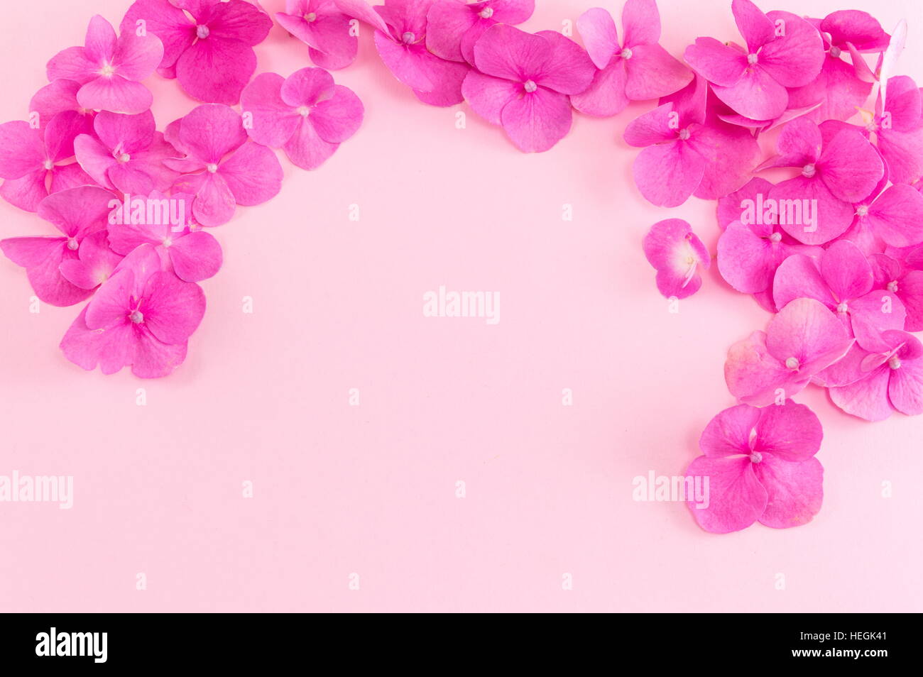 bunch of hortensia pink flowers on wooden background Stock Photo