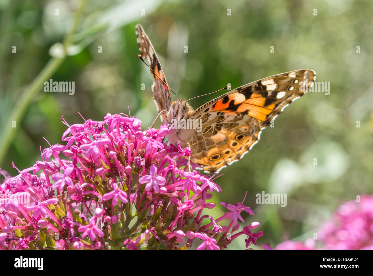 Painted lady butterfly (Vanessa cardui) nectaring on red valerian flowers Stock Photo