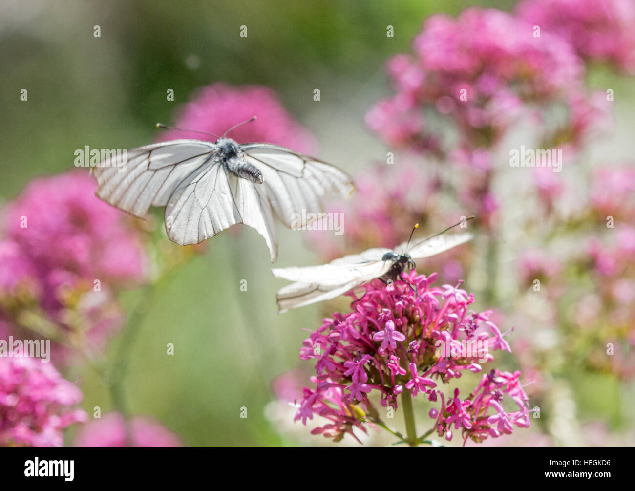 Butterfly courtship behaviour blackveined white butterflies (Aporia