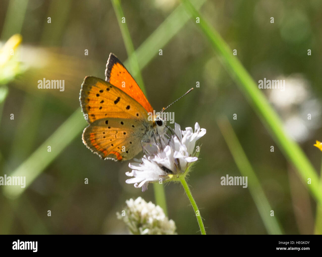 Grecian copper butterfly (Lycaena ottomana) nectaring on white flower Stock Photo