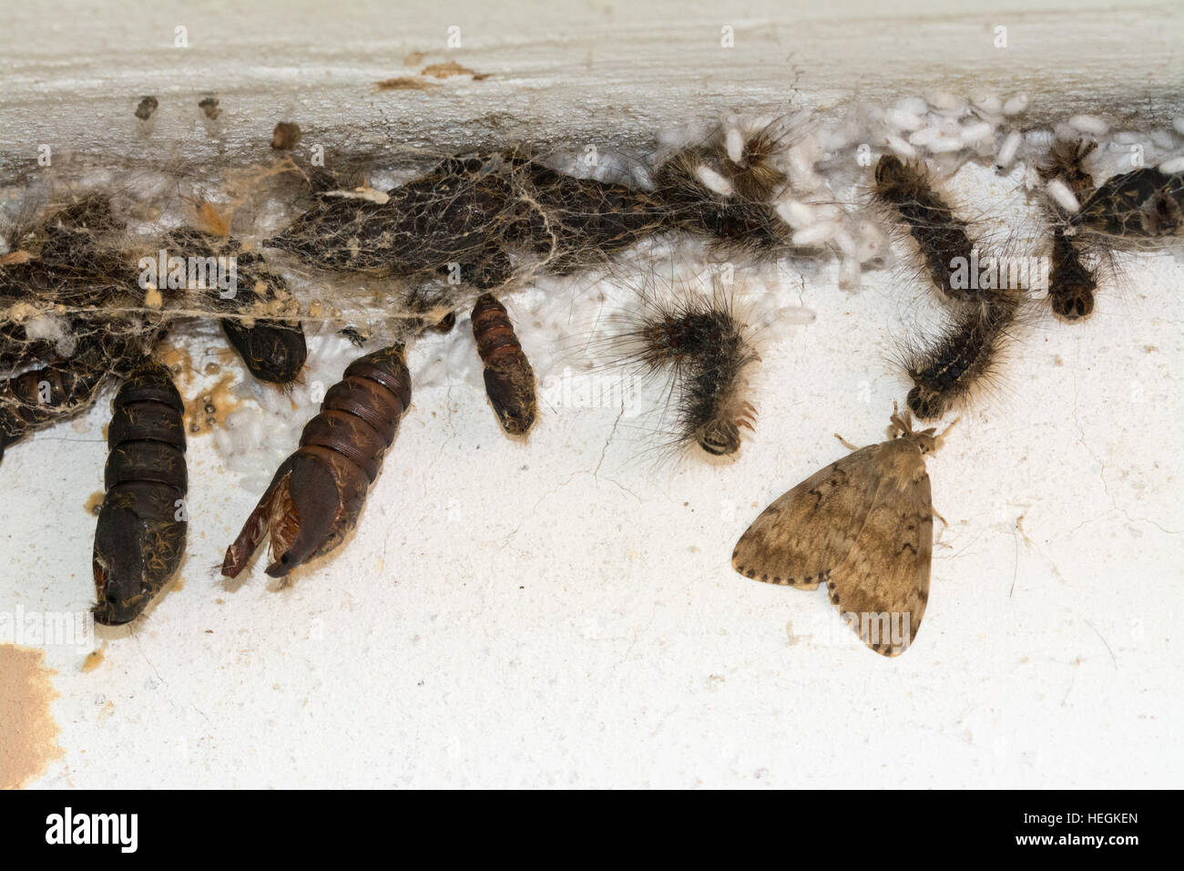 Group of moths and their larval forms on an old building in Greece