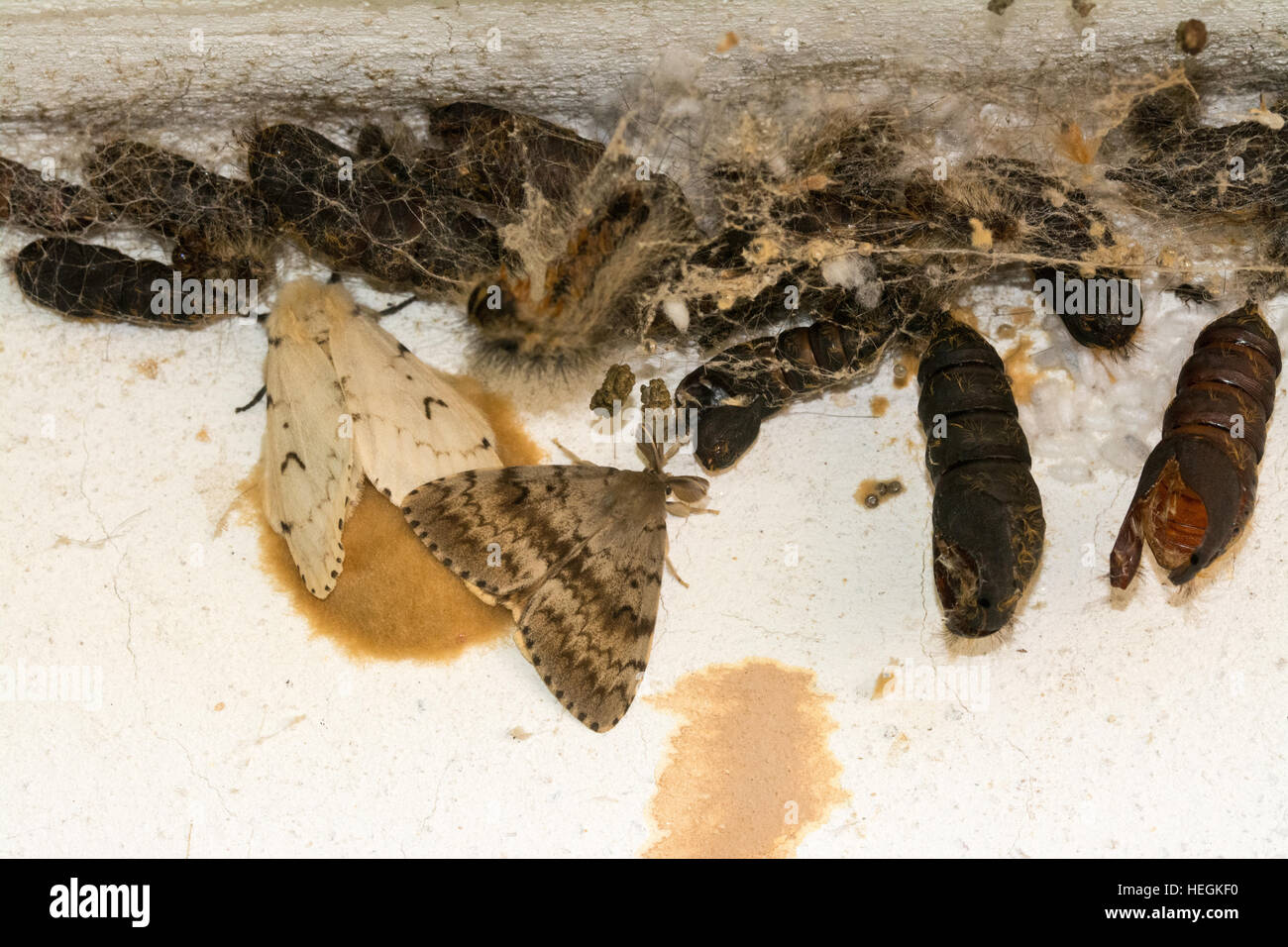 Group of moths and their larval forms on an old building in Greece