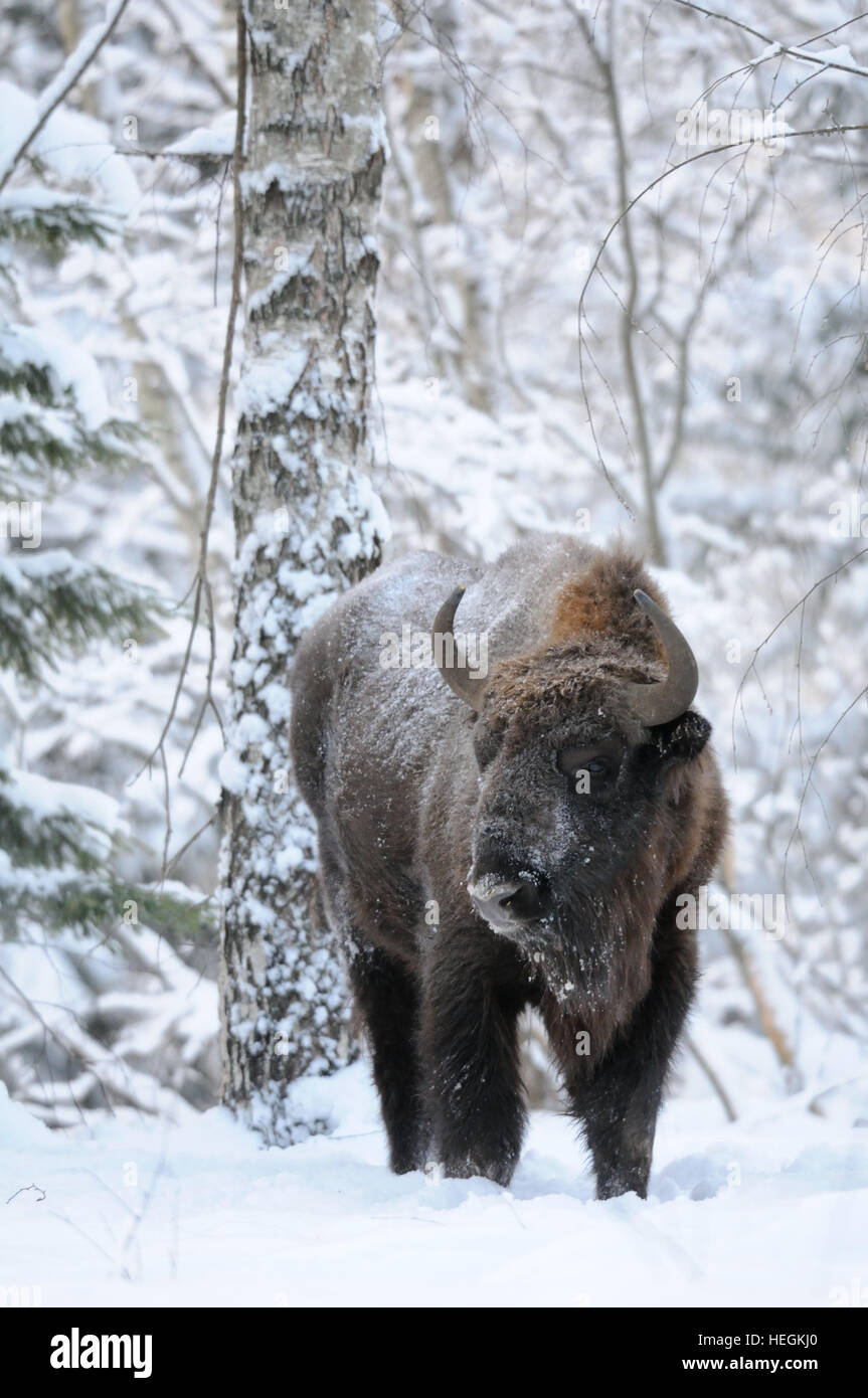 European bison (Wisent, Bison bonasus) in winter forest. National park
