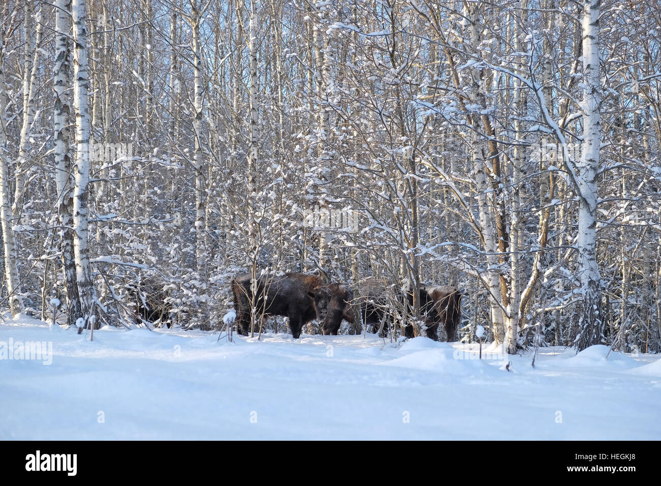 European bison herd (Wisent, Bison bonasus) in winter forest. National park Ugra, Kaluga region, Russia. December, 2016 Stock Photo