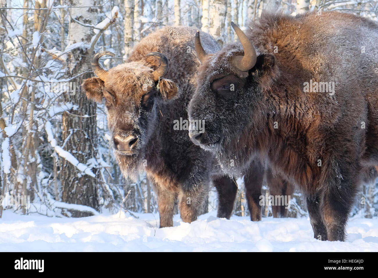 Two European bisons (Wisent, Bison bonasus) in winter forest. National park Ugra, Kaluga region, Russia. December, 2016 Stock Photo