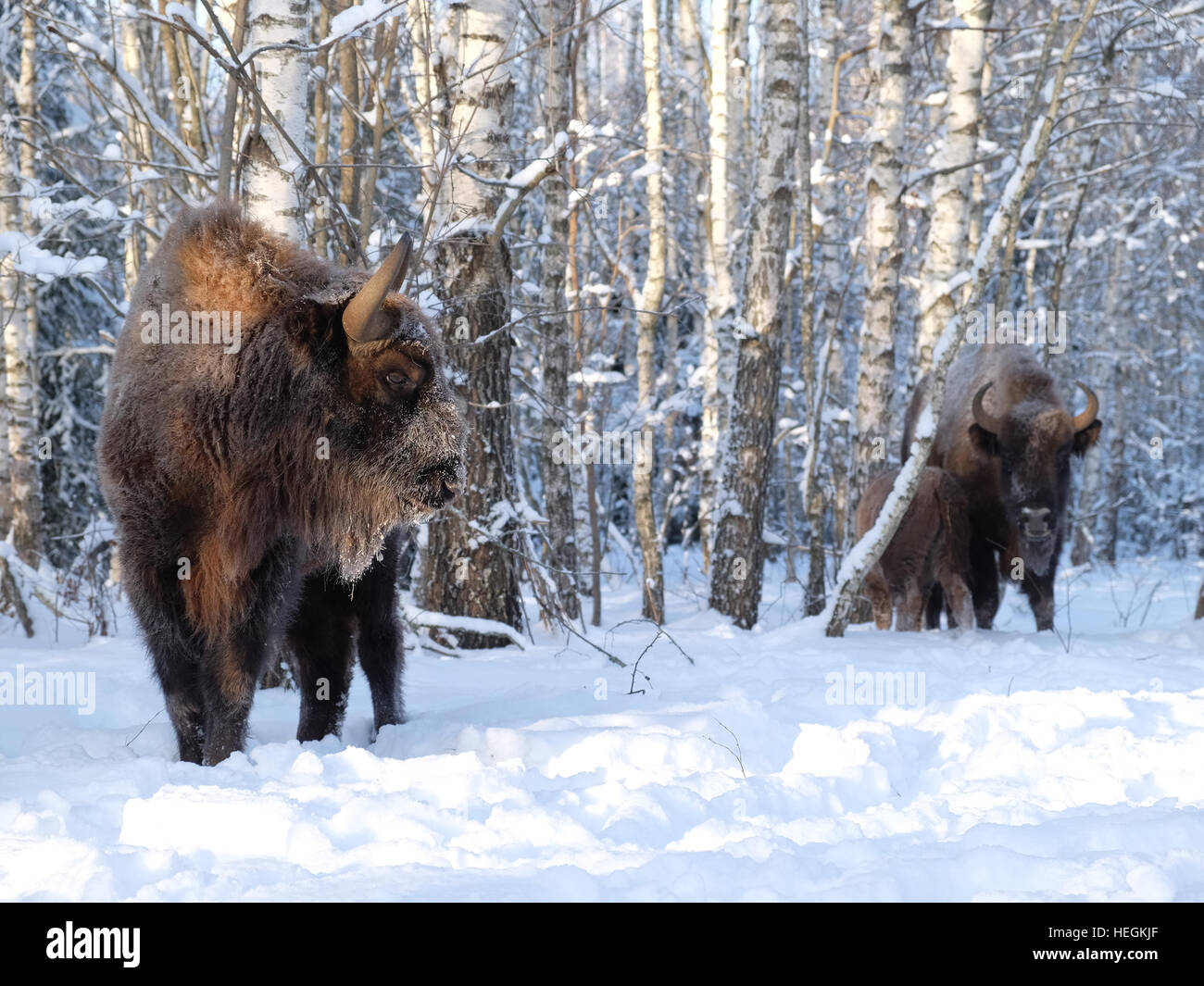 European bison family (Wisent, Bison bonasus) in winter forest. National park Ugra, Kaluga region, Russia. December, 2016 Stock Photo