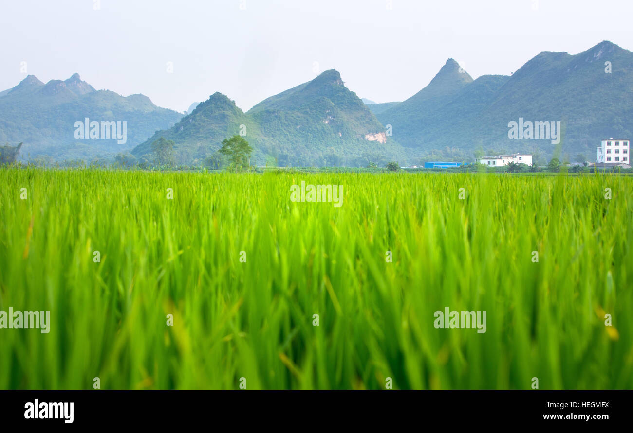 Rice field and karst scenery in Guangxi province, China Stock Photo