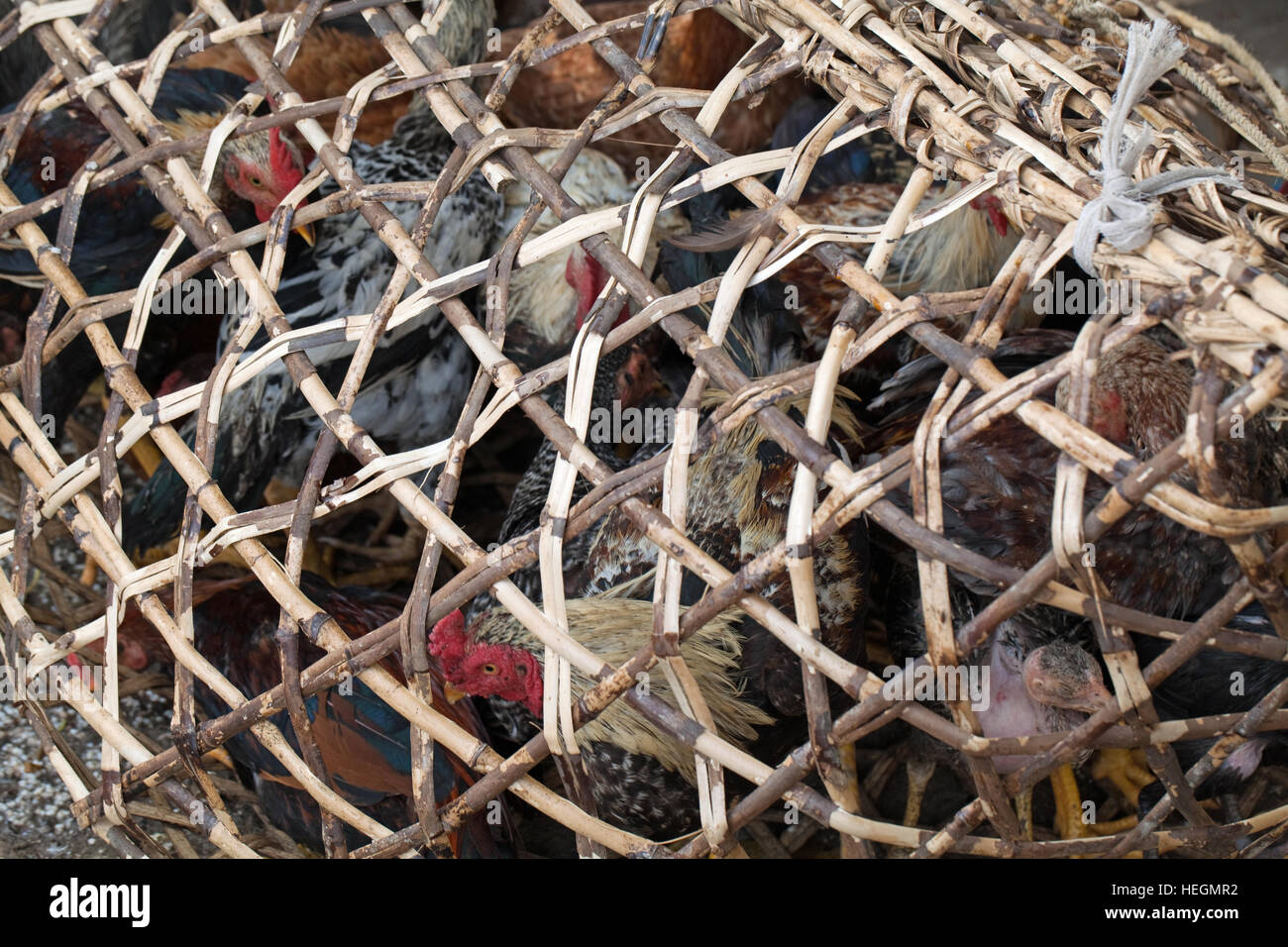 Woven Split Bamboo Cage containing live poultry. Butcher's Stall. Street Market. Sambava. Northeast Madagascar. Stock Photo