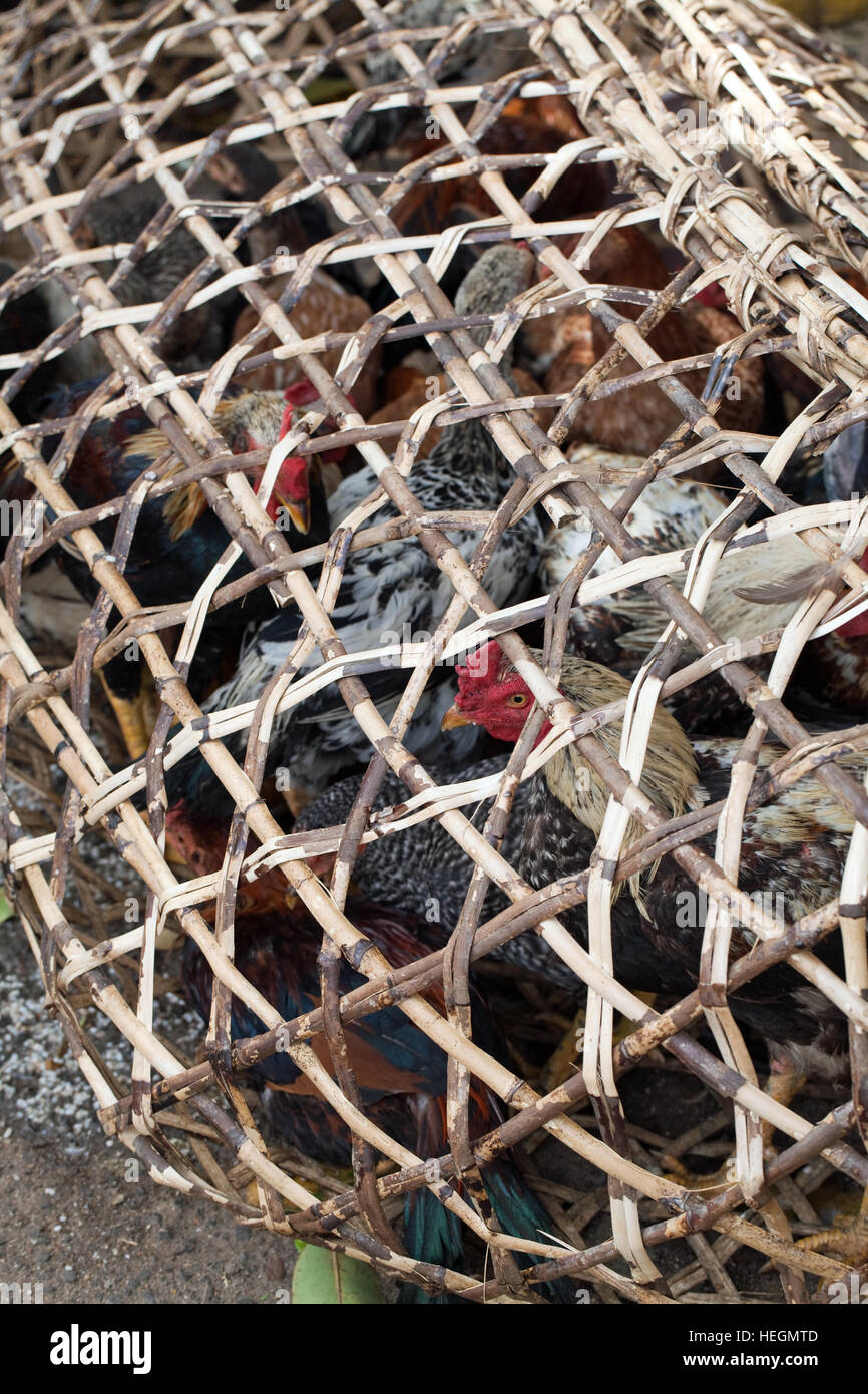 Split Bamboo Hand Woven Cage containing live Poultry. Butcher's Stall. Street Market. Sambava. Northeast Madagascar. Stock Photo