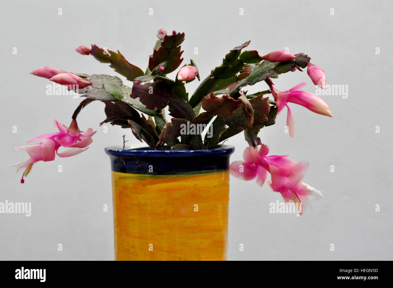 Zygocactus truncata, Christmas cactus Stock Photo Alamy