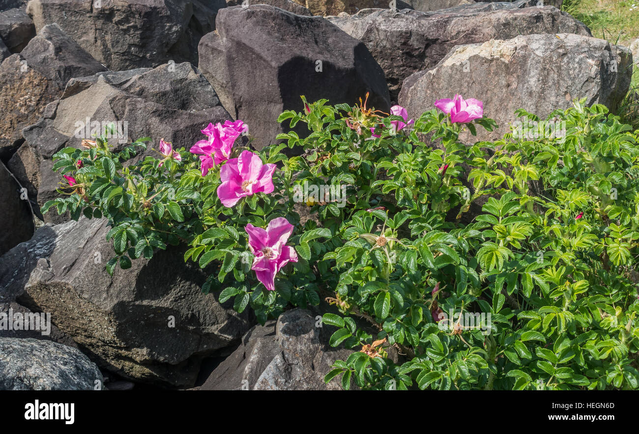 Soft pink flowers grow between hard dark boulders at Saltwater State