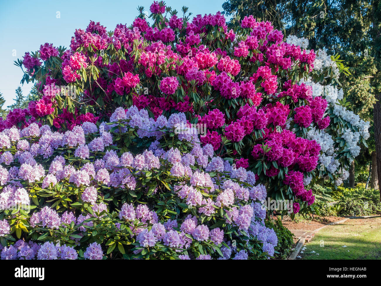 The state flower of Washington grows big in Burien, Washington Stock Photo Alamy