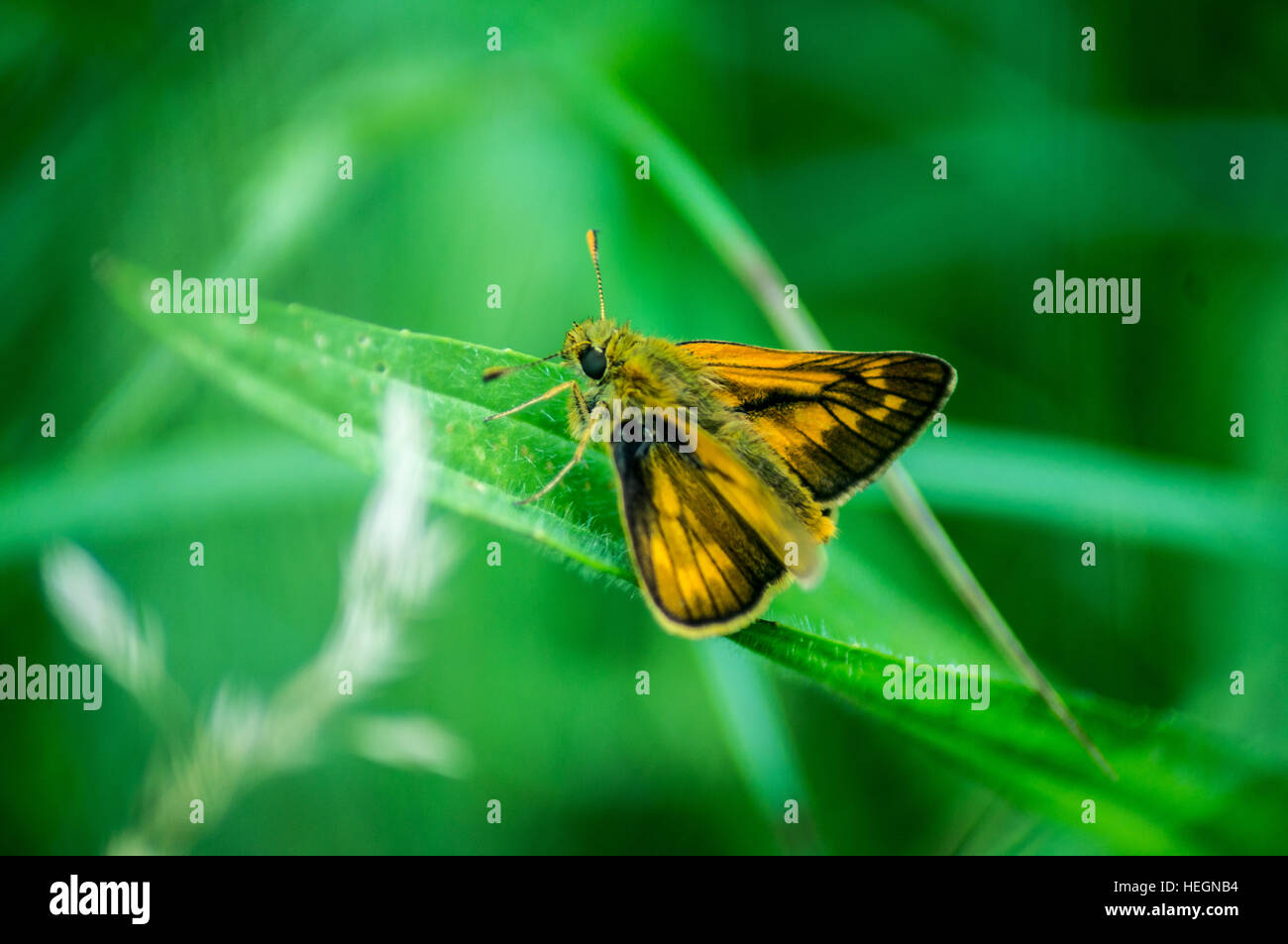 Brown orange moth on a green leaf, macro shot. Stock Photo