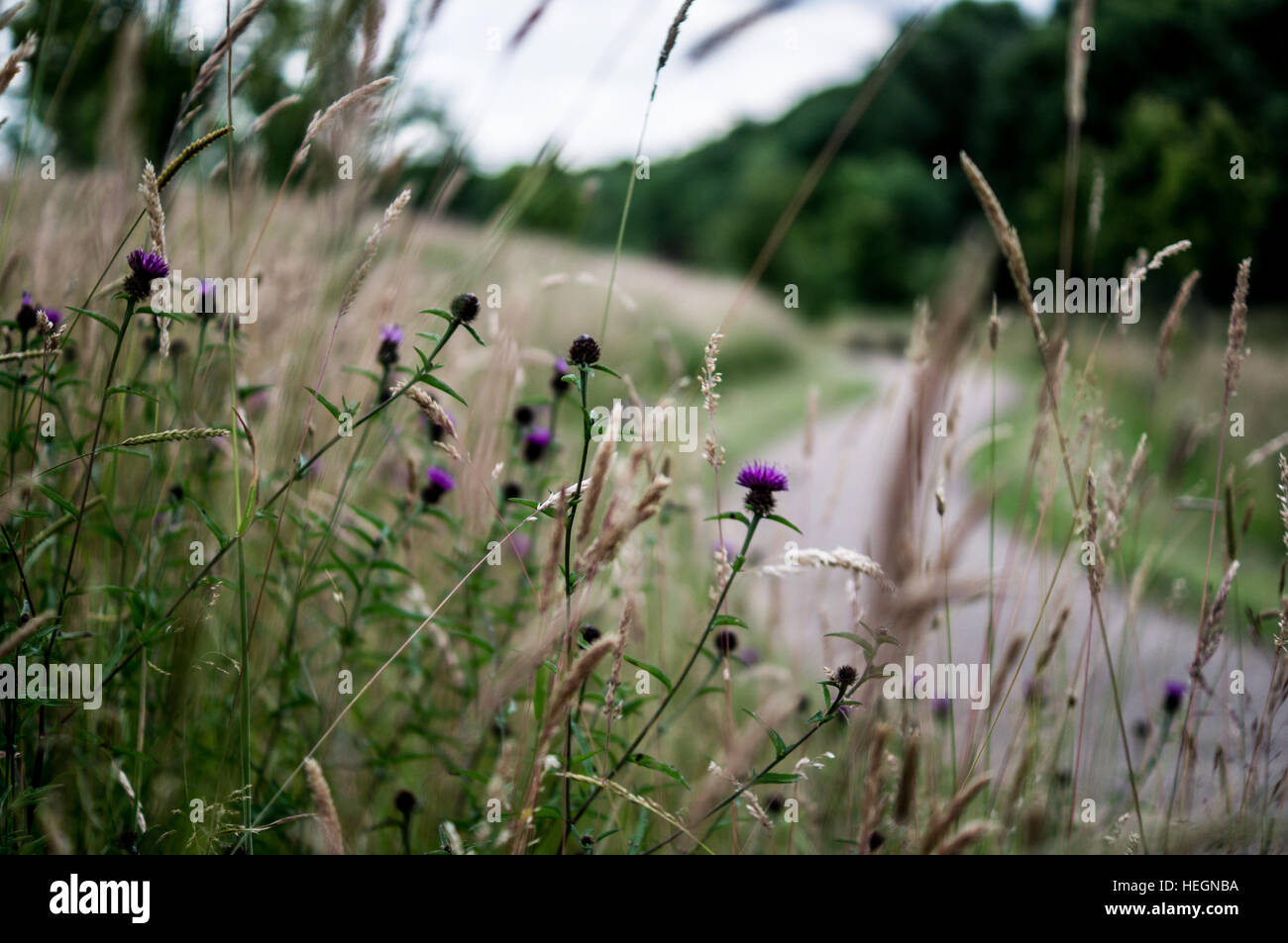 Long purple flowers hi-res stock photography and images - Alamy