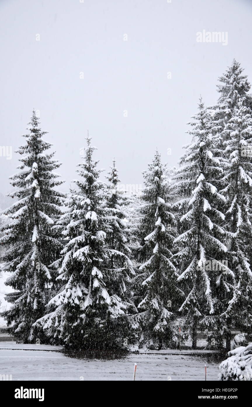 Pine trees covered with snow Stock Photo - Alamy