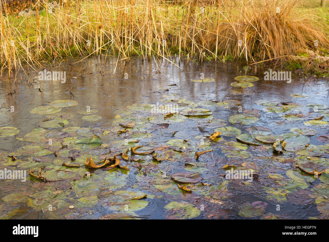 winter at the pond in natural garden Stock Photo