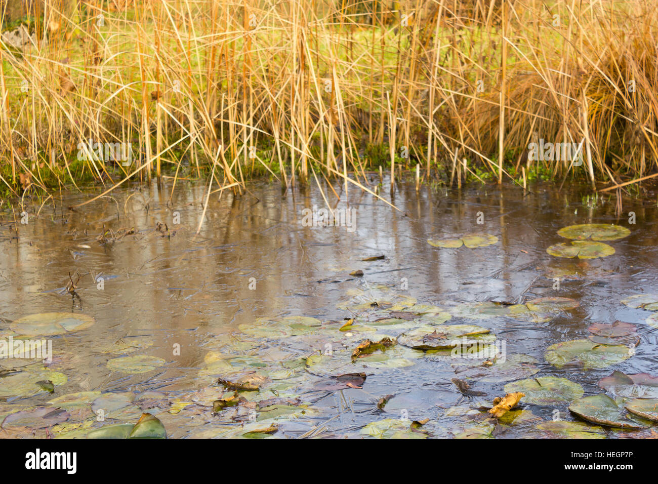 Garden pond winter hires stock photography and images Alamy