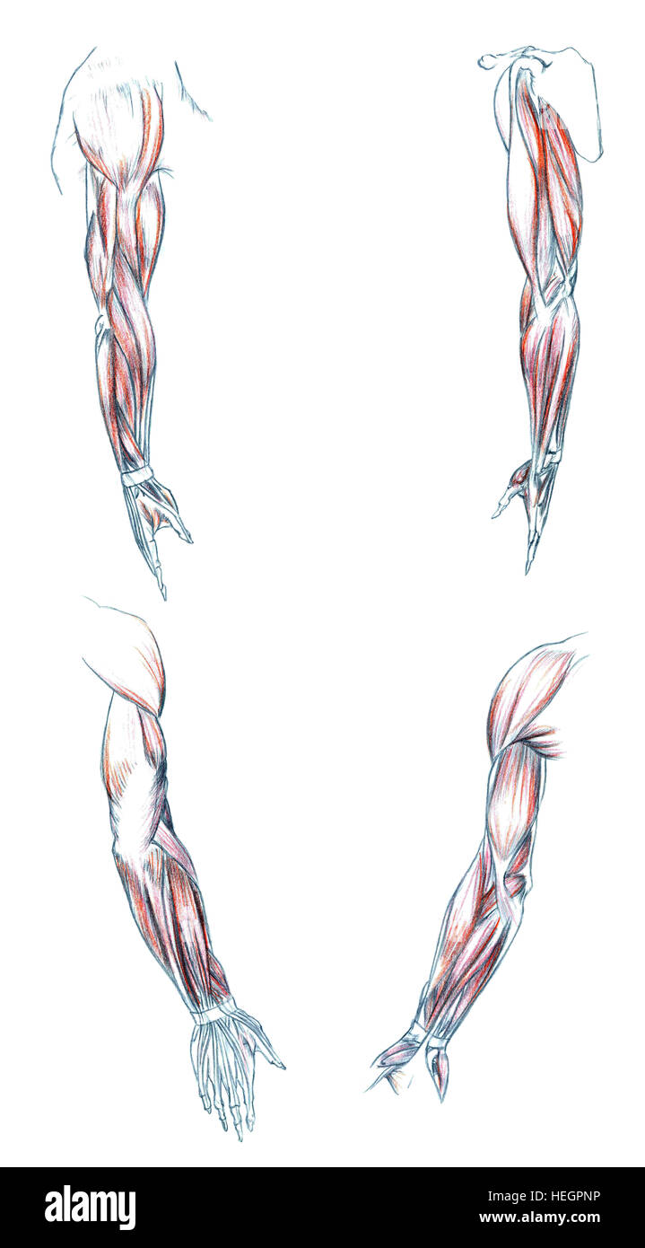 arm muscles drawing