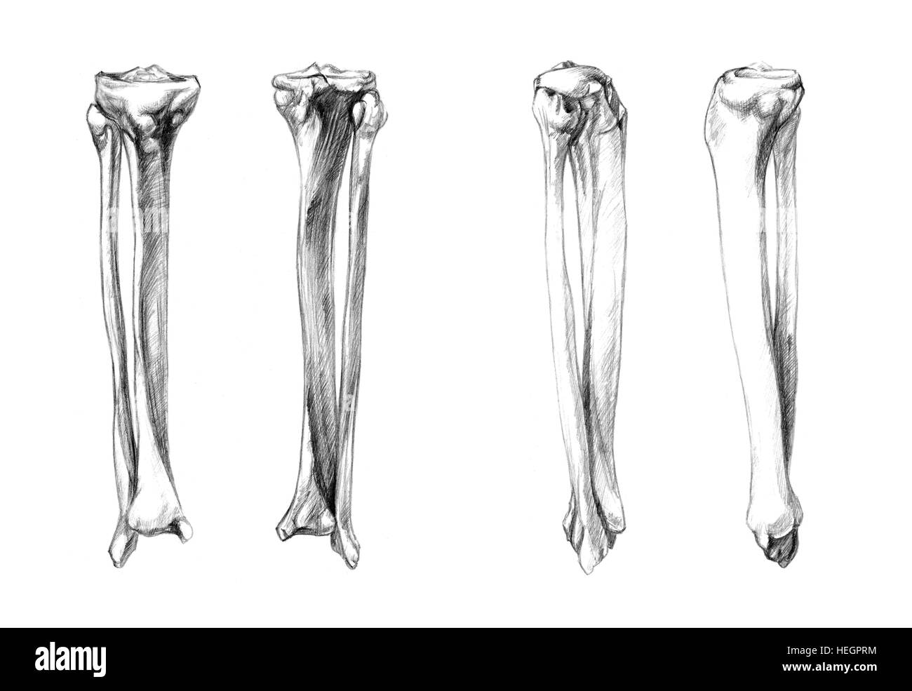 Bones of leg (fibula, tibia), Hand drawn medical illustration drawing with imitation of lithography Stock Photo