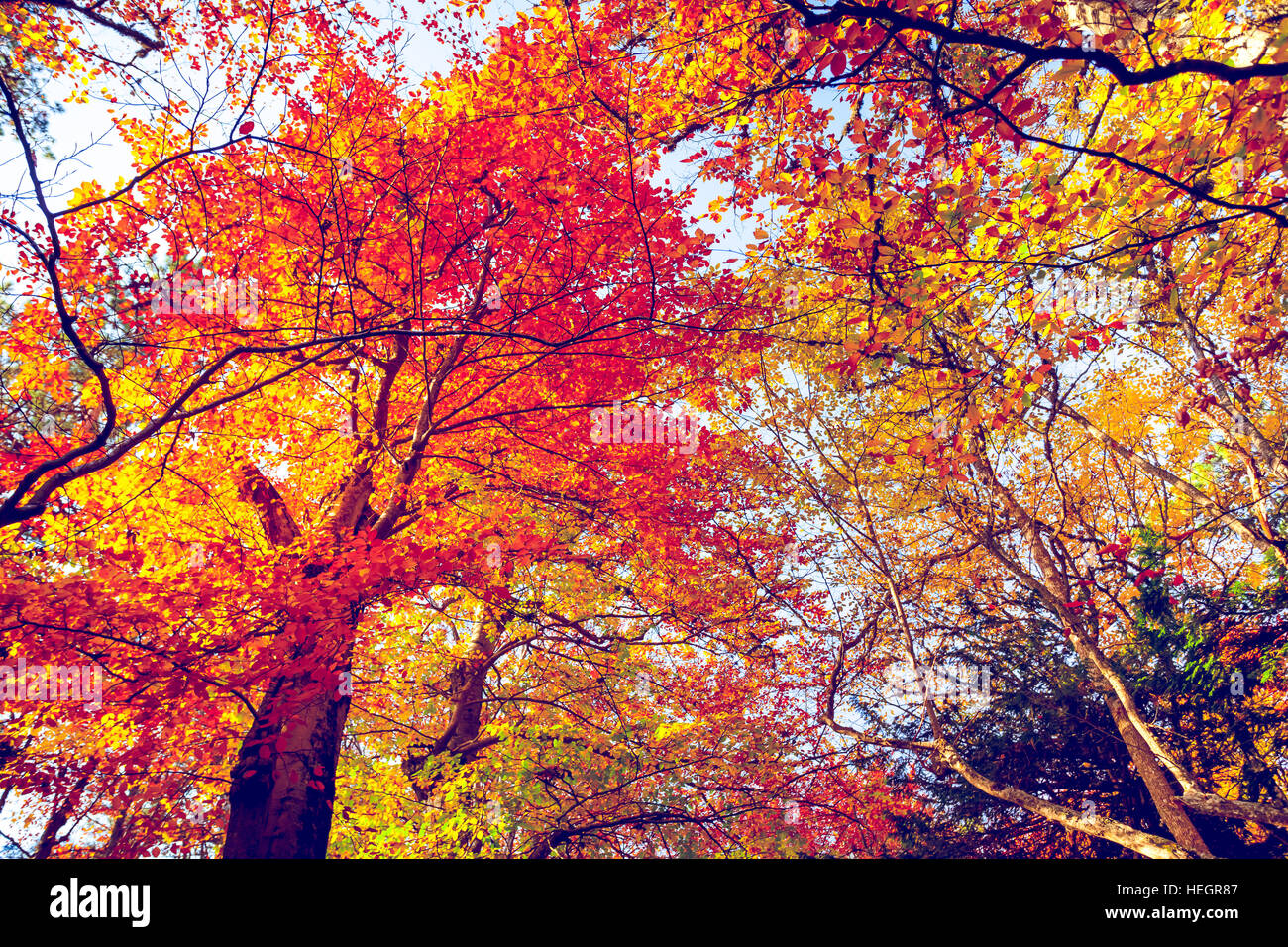 Golden autumn in the forest Stock Photo - Alamy