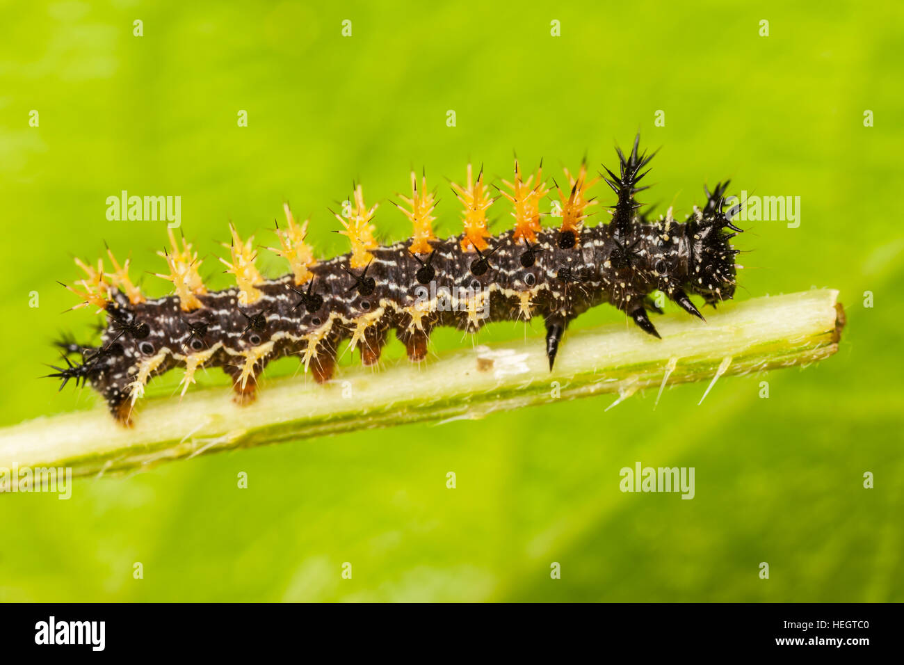 A Question Mark Butterfly (Polygonia interrogationis) caterpillar (larva) perches on a Stinging Nettle plant stem. Stock Photo