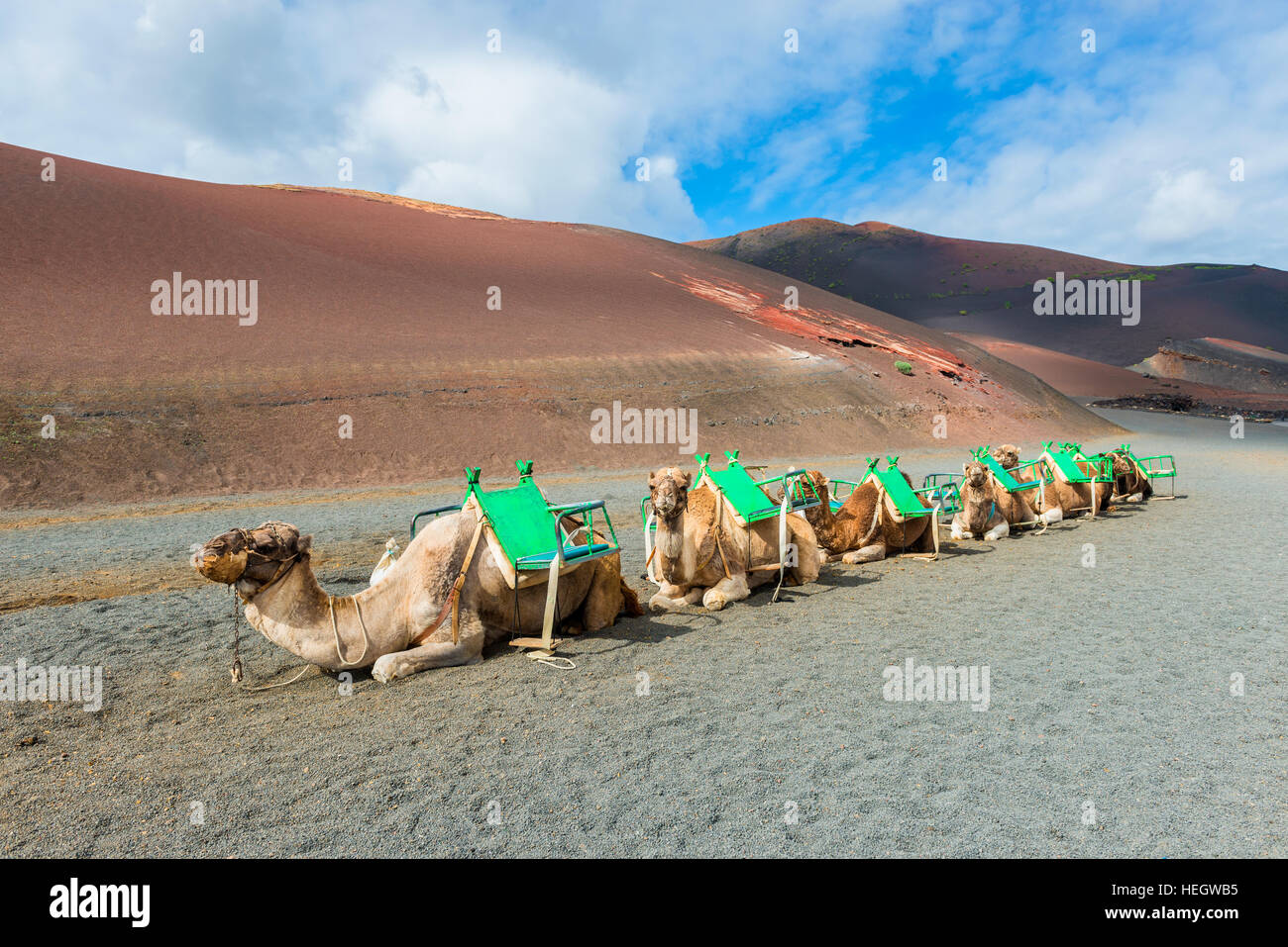 Camels in Timanfaya National Park Lanzarote Stock Photo