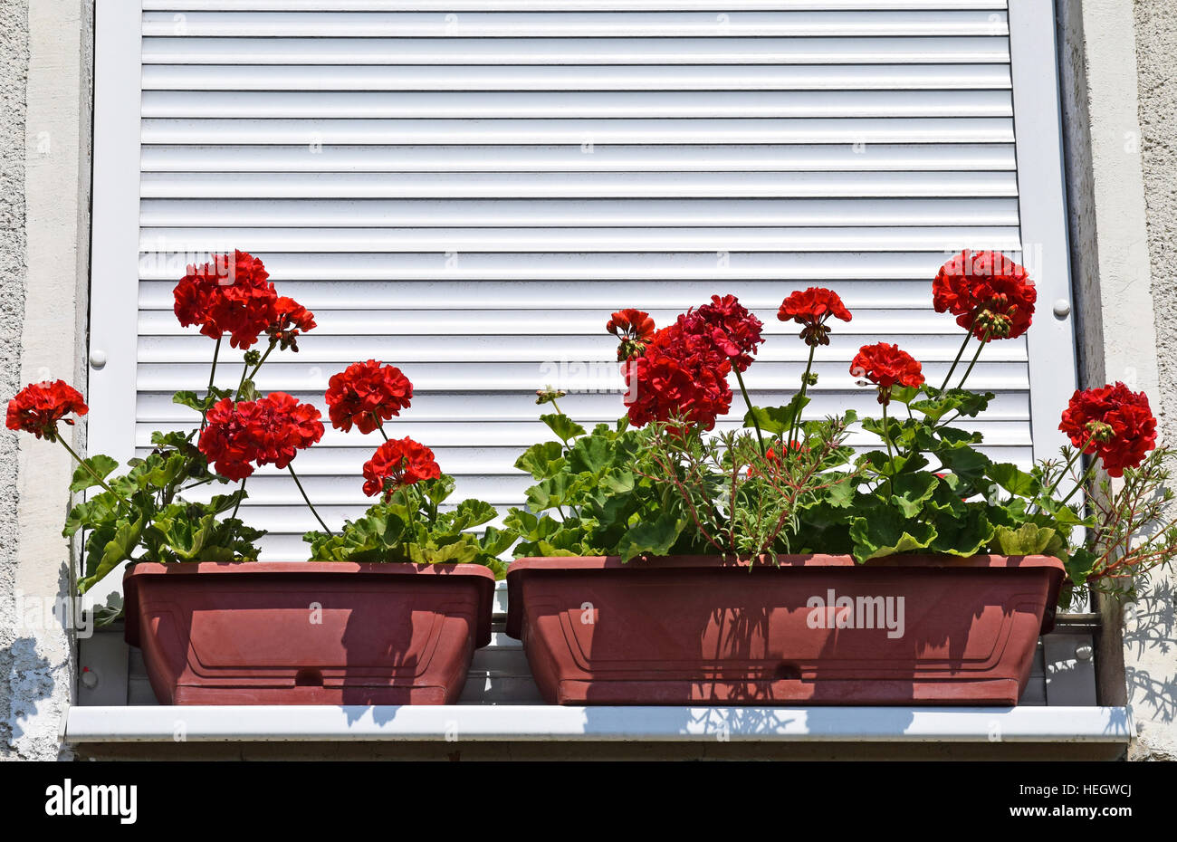 Flowers in the window Stock Photo Alamy