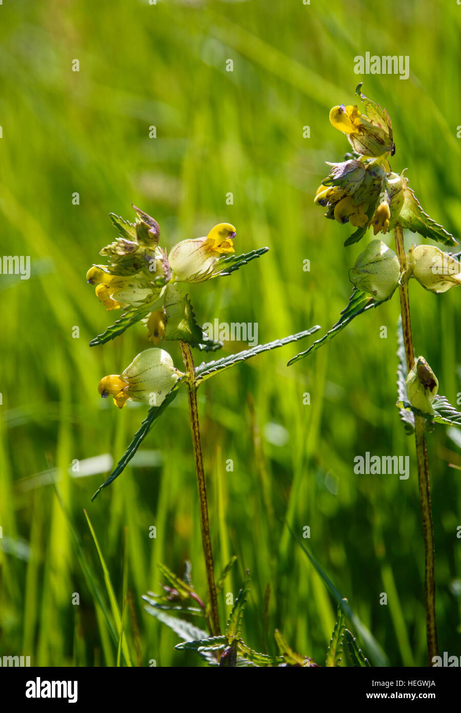 Yellow rattle, Rhinanthus minor, wildflower, Dumfries & Galloway ...