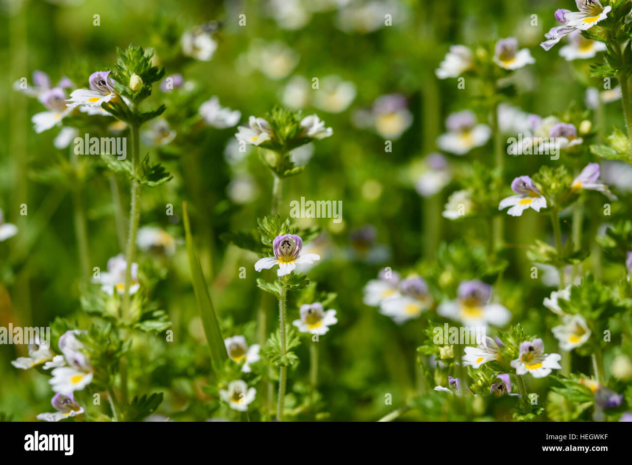 Common Eyebright, Euphrasia nemorosa, wildflower, Dumfries & Galloway, Scotland Stock Photo
