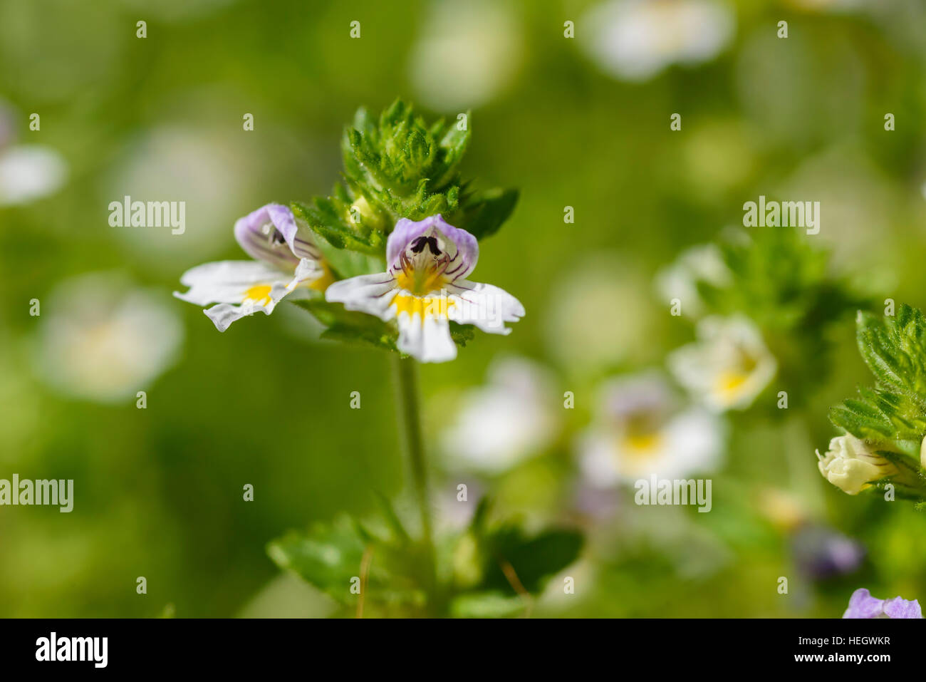 Common Eyebright, Euphrasia nemorosa, wildflower, Dumfries & Galloway, Scotland Stock Photo