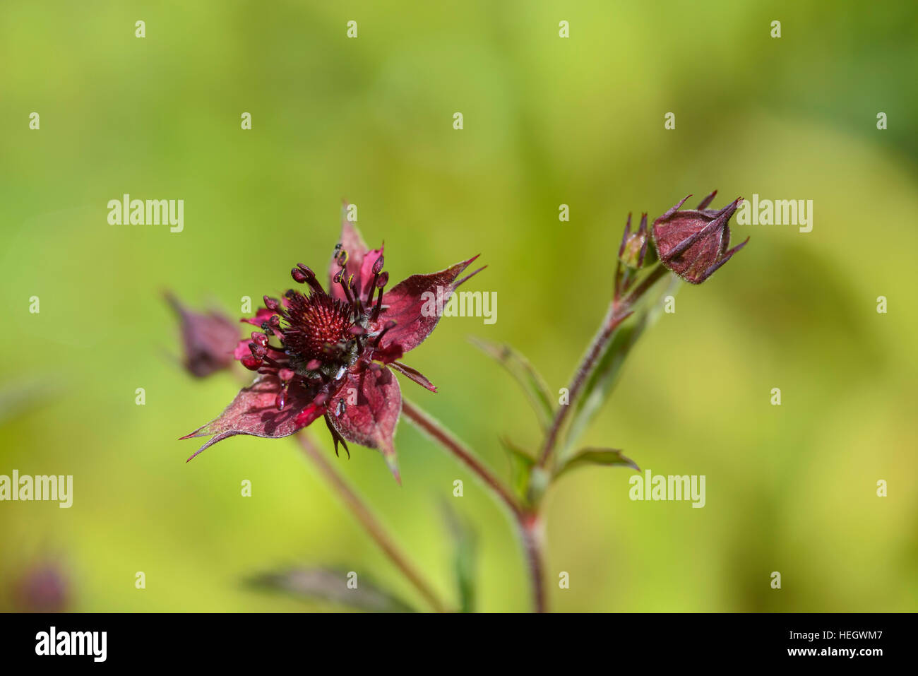 Marsh cinquefoil, Potentilla palustris, wildflower, Dumfries & galloway, Scotland Stock Photo