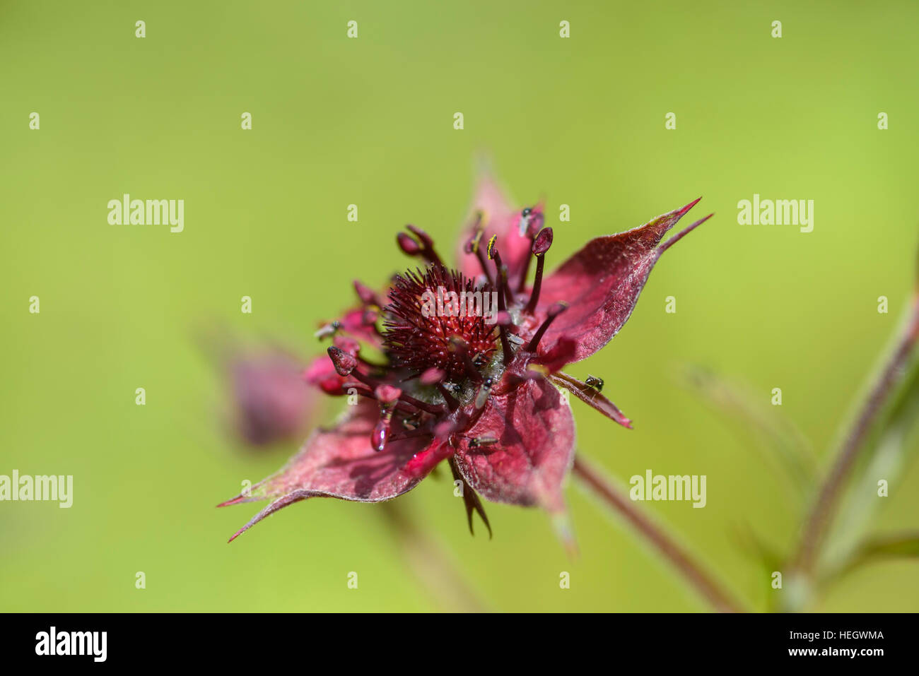 Marsh cinquefoil, Potentilla palustris, wildflower, Dumfries & galloway, Scotland Stock Photo