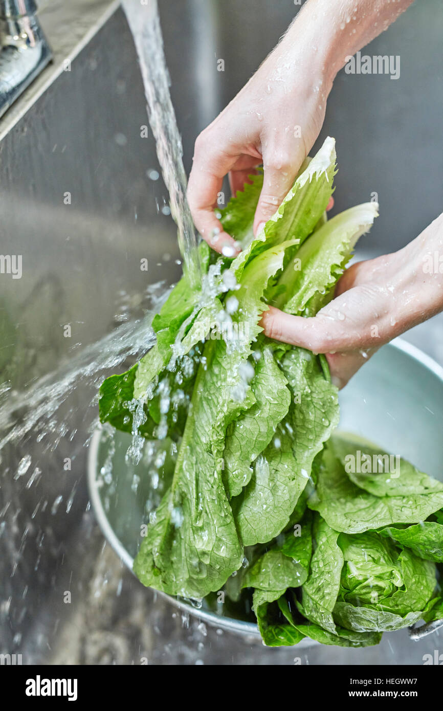 hand washing romaine lettuce Stock Photo
