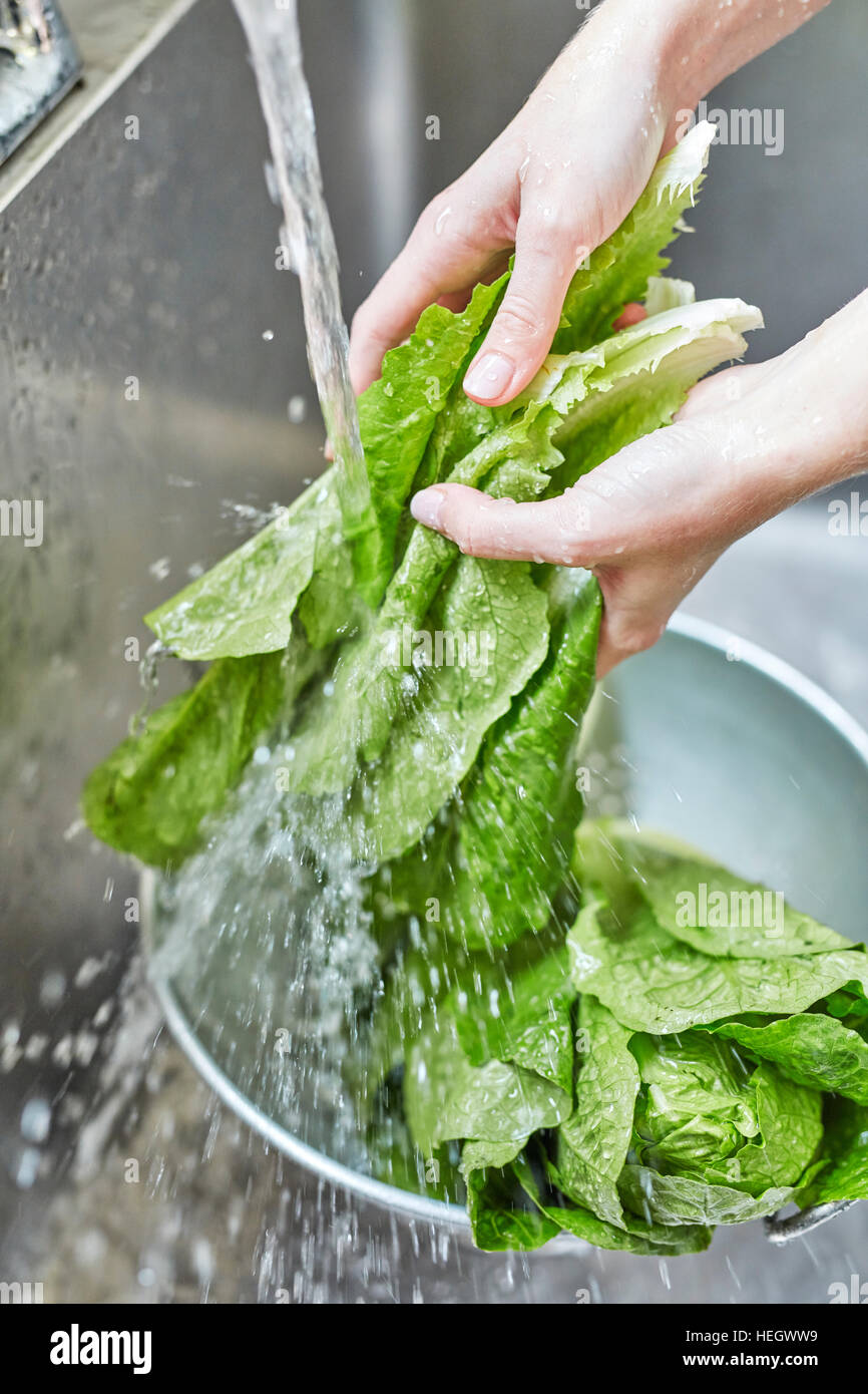hand washing romaine lettuce Stock Photo