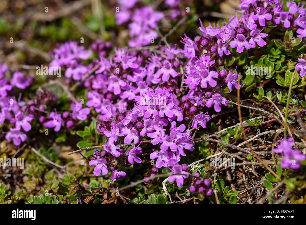 Wild Thyme, Thymus polytrichus, wildflower, Carrick, Dumfries & Galloway, Scotland Stock Photo