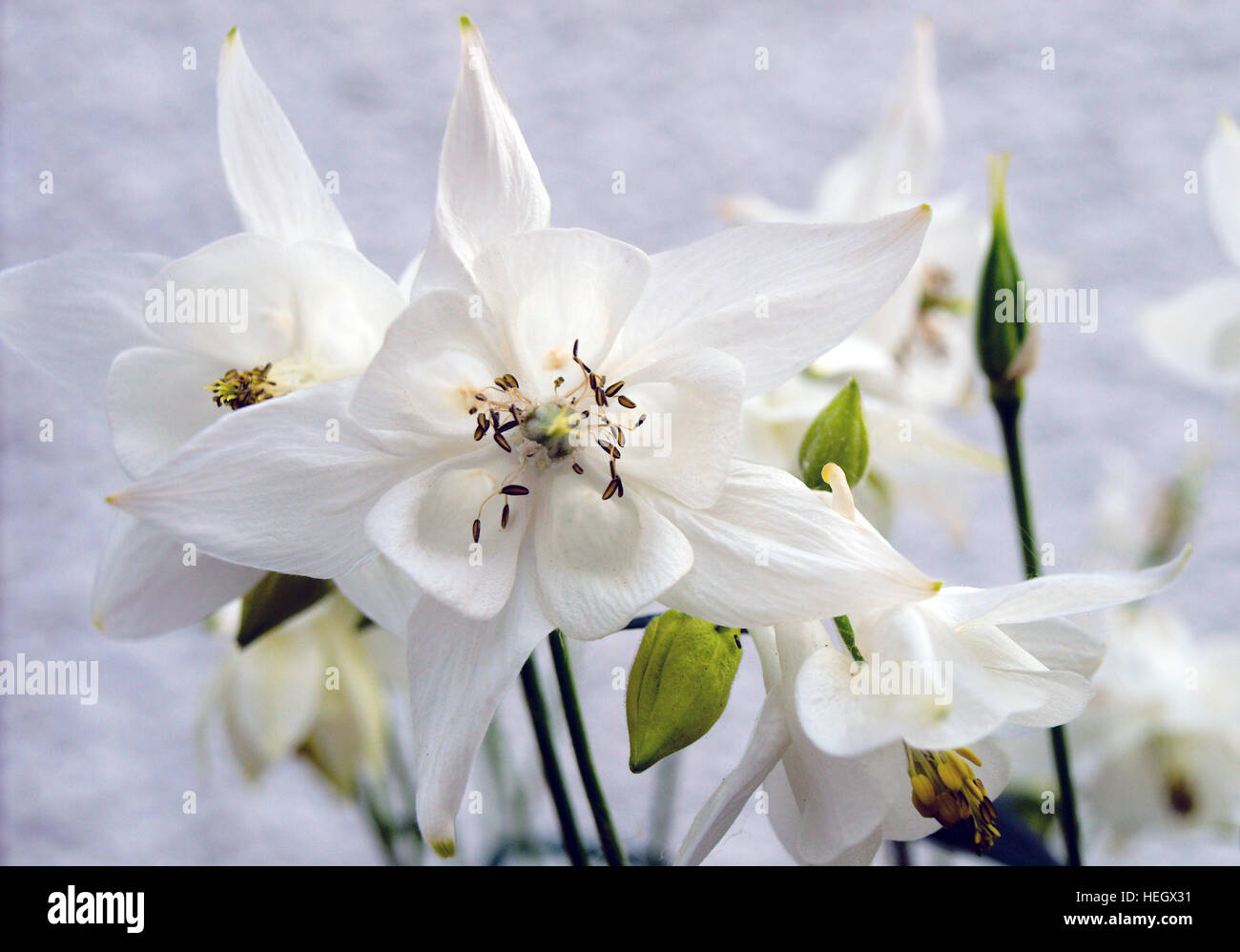 White Aquilegia flowers in bloom in a country garden. Stock Photo