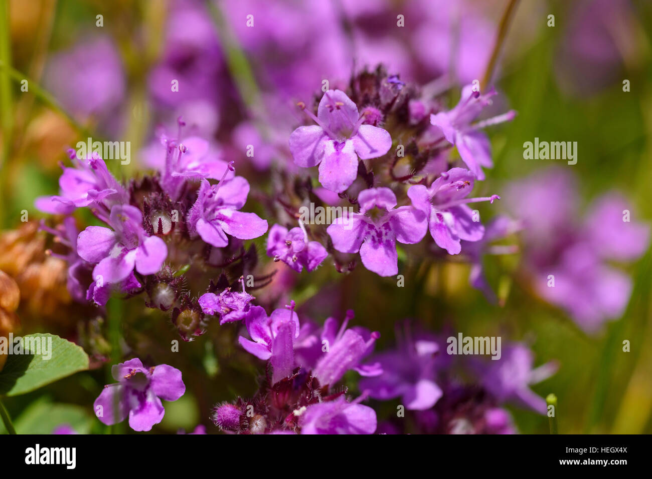 Wild Thyme, Thymus polytrichus, wildflower, Carrick, Dumfries & Galloway, Scotland Stock Photo