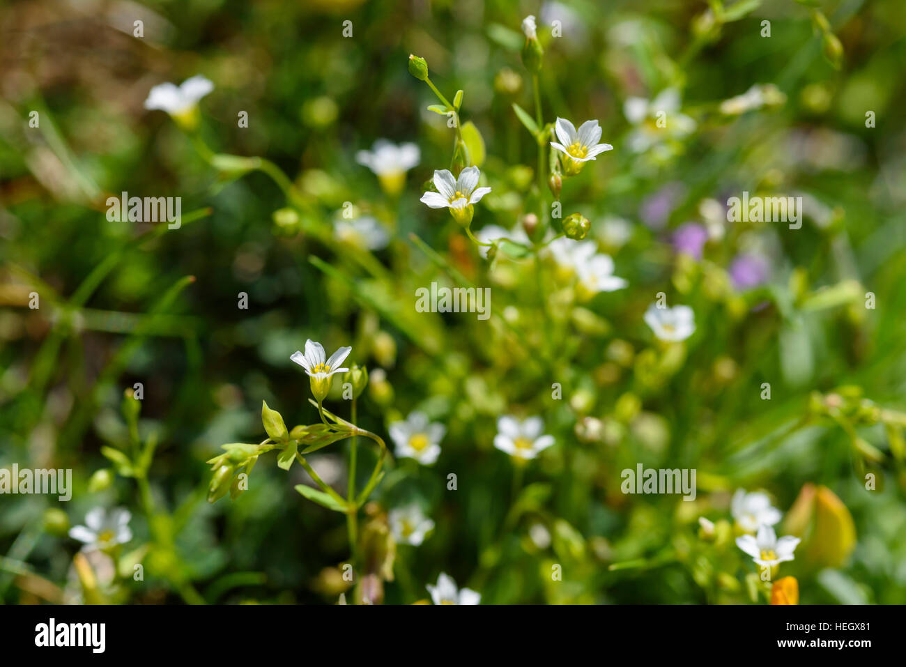 Fairy Flax, Linum catharticum, wildflower, Carrick, Dumfries & Galloway, Scotland Stock Photo