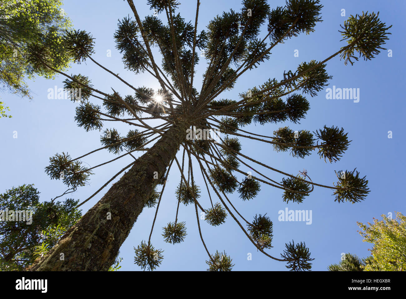 Brazilian pine (Araucaria angustifolia), a.k.a. parana pine, candelabra tree (pinheiro brasileiro, parana), treetop, Campos do Jordao, SP, Brazil Stock Photo