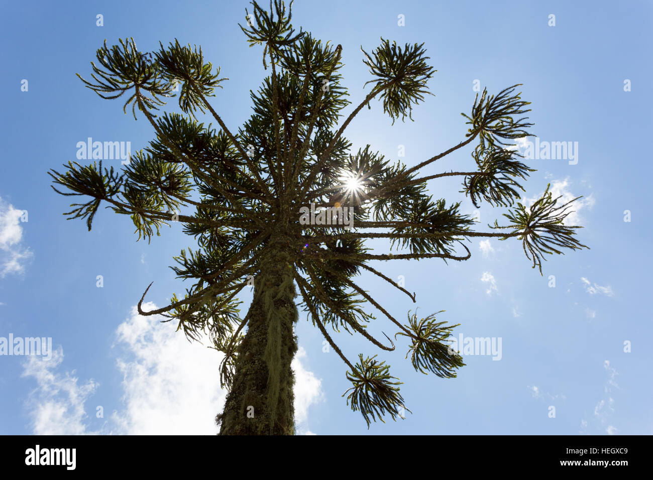 Brazilian pine (Araucaria angustifolia), a.k.a. parana pine, candelabra