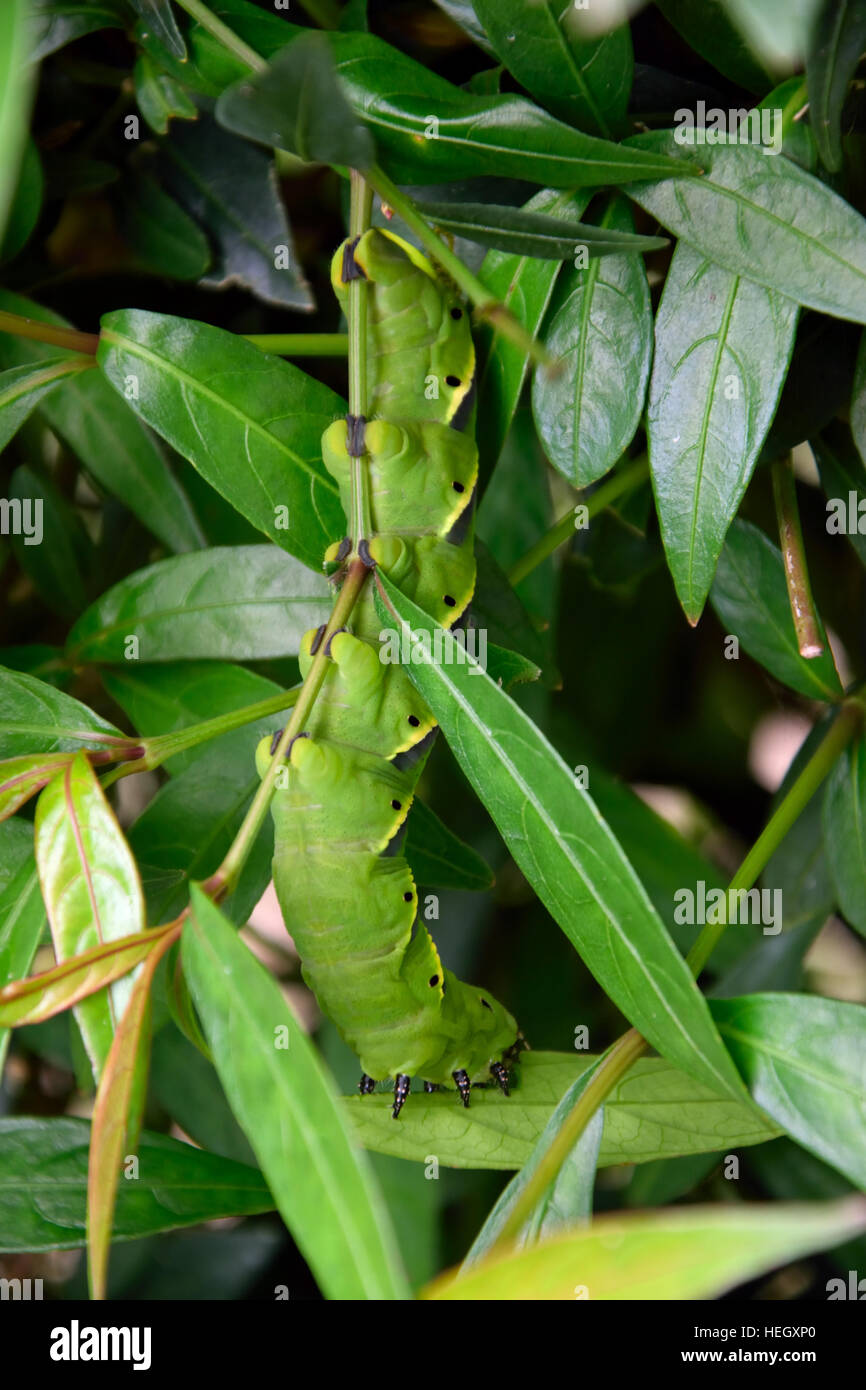 A green caterpillar Stock Photo - Alamy