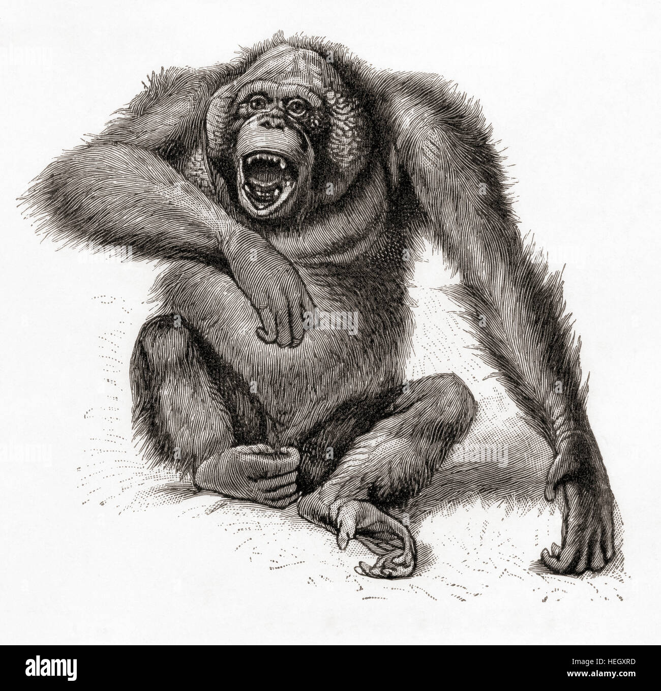A Bornean orangutan, Pongo pygmaeus, also spelled orang-utan, orangutang, or orang-utang.  From Meyers Lexicon, published 1924. Stock Photo