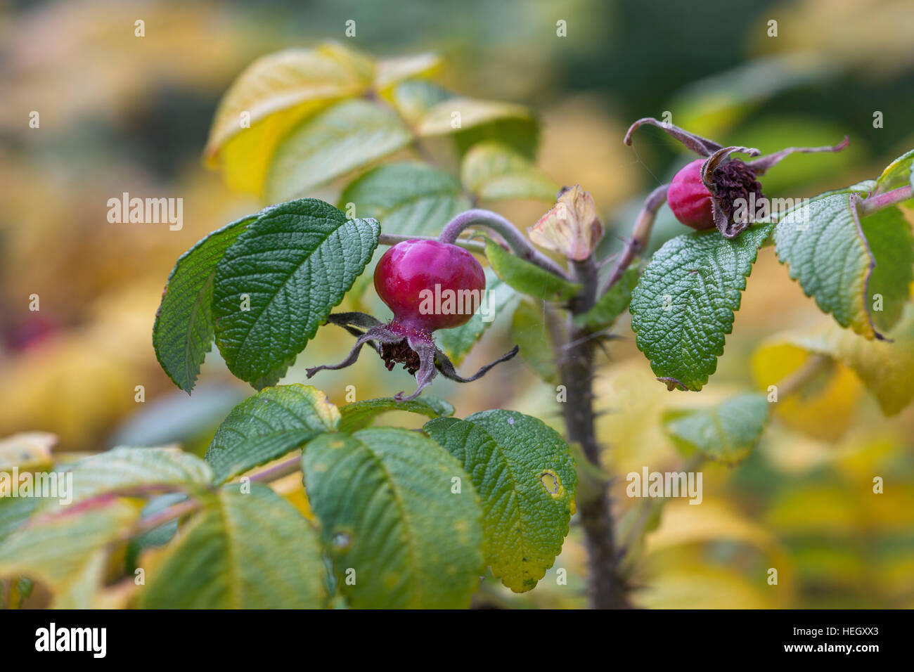 Rose hips / rose haws of Rosa species in autumn Stock Photo