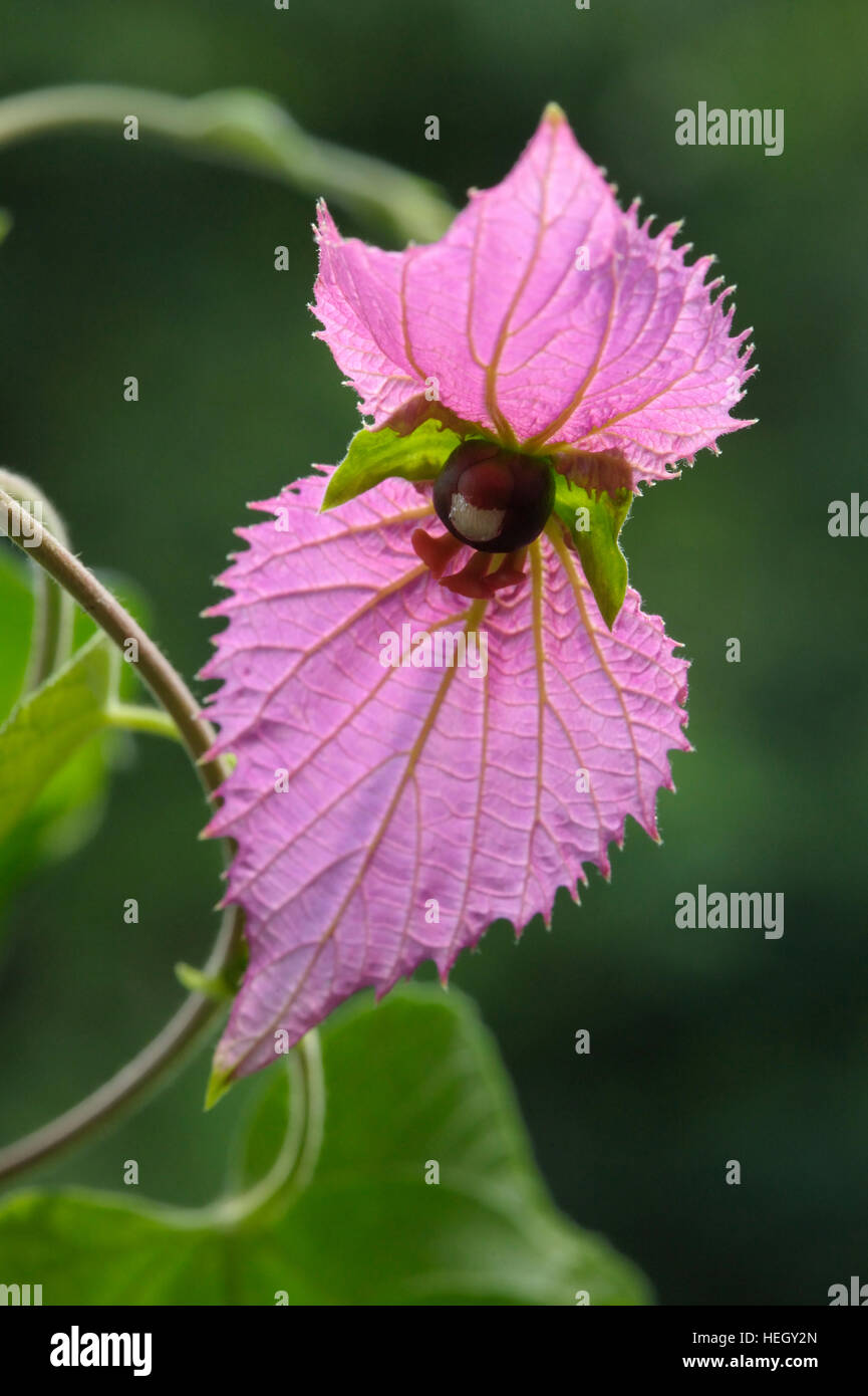 Dalechampia dioscoreifolia in flower Stock Photo