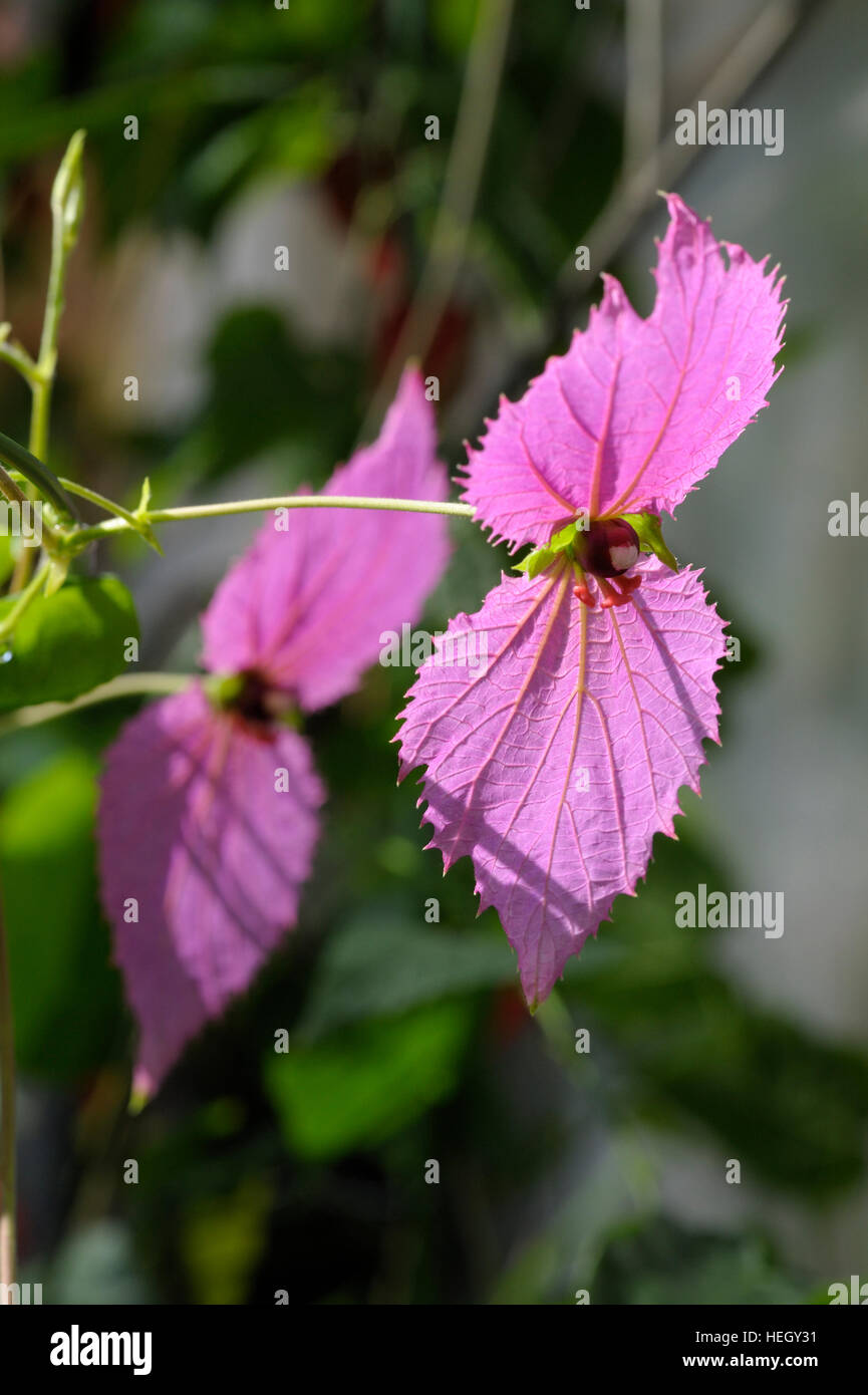 Dalechampia dioscoreifolia in flower Stock Photo