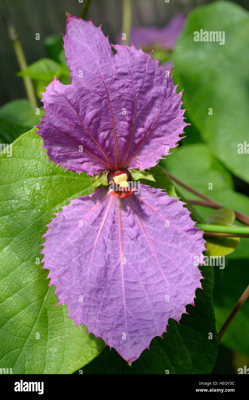 Dalechampia dioscoreifolia in flower Stock Photo