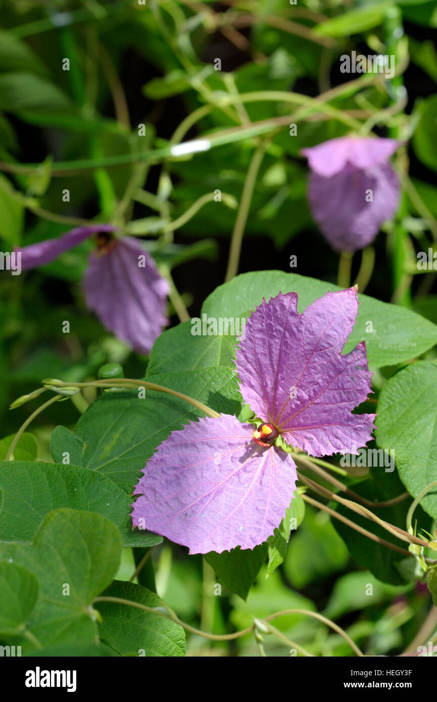 Dalechampia dioscoreifolia in flower Stock Photo