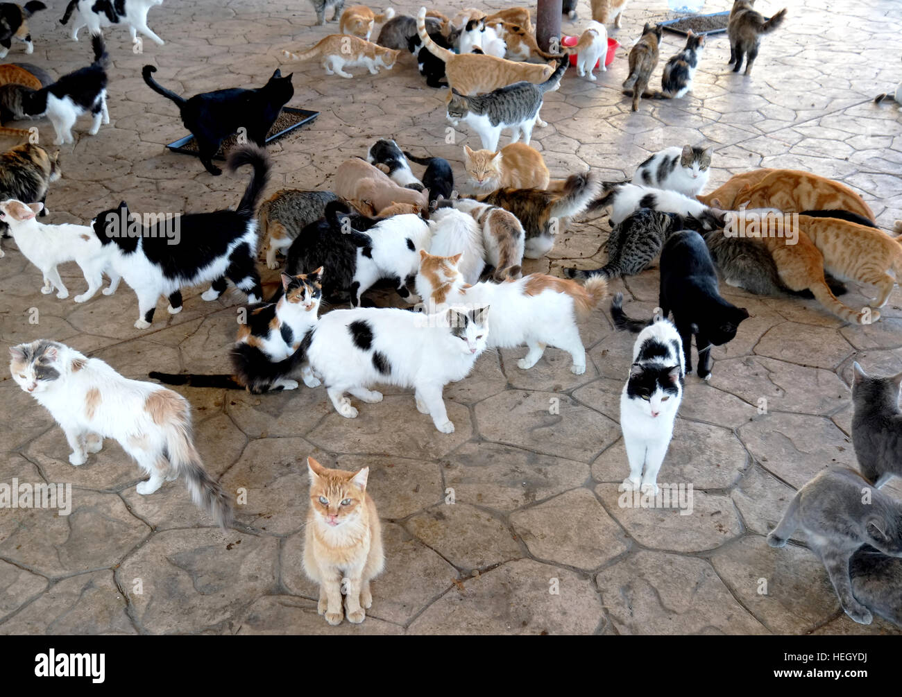 how to feed multiple cats